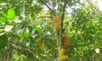 Imagem: Área 100.000 M2 para venda no samarita