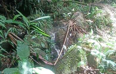 Imagem 8: Terreno à venda, 10000 m² por R$ 155.000,00 - Rio Sagrado - Morretes/PR