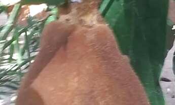 Imagem 4: Vendo essa chácara