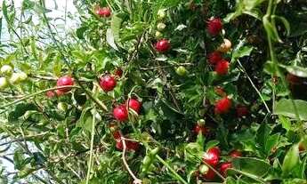 Imagem 2: Casa com 3 dormitórios à venda em Igarapé