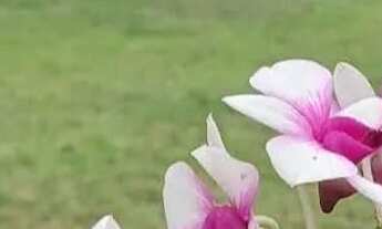 Imagem 6: VENDO SÍTIO NO DISTRITO DA GUIA