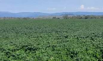 Imagem 7: Fazenda 208 Algueires em Colinas/GO