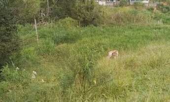 Imagem 2: Sítio em Camanducaia!!