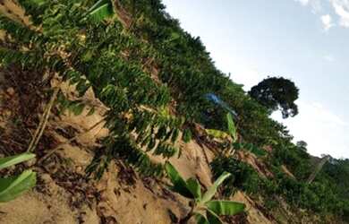 Imagem 4: Vede se uma chácara 2700 metros 220 mil