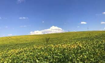 Imagem 4: Porto Amazonas - Plantando 100 alqueires