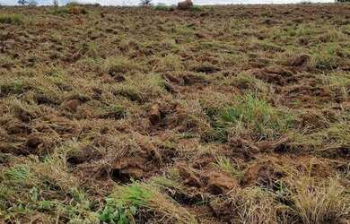 Imagem 6: Sítio 20.000m2 ARTUR NOGUEIRA a 2,5 km da cidade oportunidade ótima localização