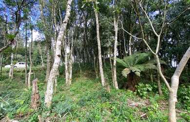 Imagem 4: Gramado - Terreno Padrão - Floresta