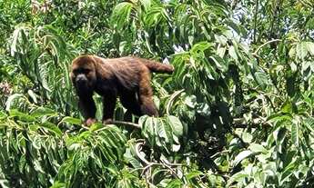 Imagem 7: Picada Café/Sítio/ Chácara