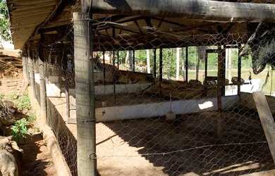 Imagem 7: Vendo lindo sítio em alpercata próximo ao Jerusalém