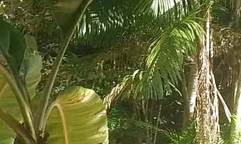 Imagem 6: Vendo essa chácara