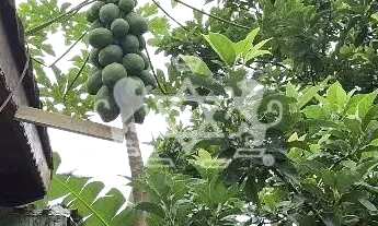 Imagem 4: Chácara para Venda e Locação, Massaguaçu, Caraguatatuba, SP