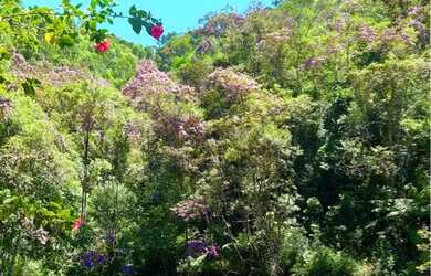 Imagem 3: Maravilhosa chácara, 2 mil metros com lago, nascentes., piscina, galinheiro, e etc.