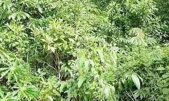 Imagem 6: Lote em Condomínio à venda, Canto da Mata - Nova Lima/MG