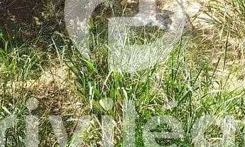 Imagem 4: Terreno à venda, Freguesia (Jacarepaguá) - RIO DE JANEIRO/RJ