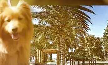 Imagem 7: Lote à venda no CONDOMÍNIO PORTAL DAS ROCAS - CORURIPE, AL , CENTRO, Coruripe, AL