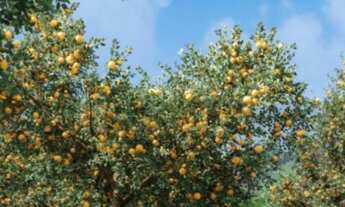 Imagem 7: Fazenda Barão do Império - Obtenha sua chácara com pag em até 180x
