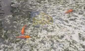 Imagem 3: Terreno - Loteamento Alphaville Campinas - Campinas