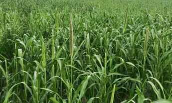 Imagem 2: Fazenda para Venda em Mineiros, Mineirinho