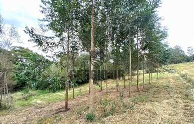 Imagem 6: Área de terra com 1,3h em Triunfo