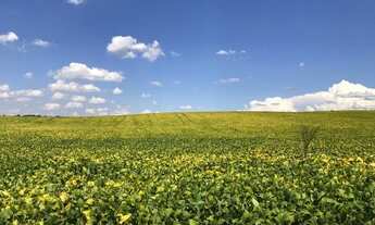 Imagem 3: Porto Amazonas - Plantando 100 alqueires