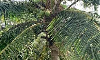 Imagem 4: Lote/Terreno 3000 m2 - LINHA VERDE