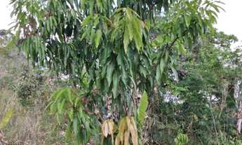 Imagem 6: Vendo ou troco Chácara com venda com preço sob consulta