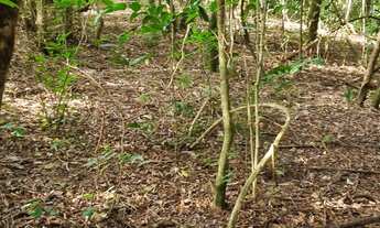 Imagem 4: Sítio 20.000m2 ARTUR NOGUEIRA a 2,5 km da cidade oportunidade ótima localização