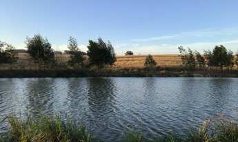 Imagem: Lavoura de soja