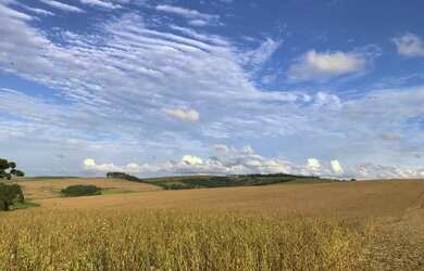 Imagem 6: Porto Amazonas - 389 Hectares - Plantando 90 Alqueires - Com Sede Completa