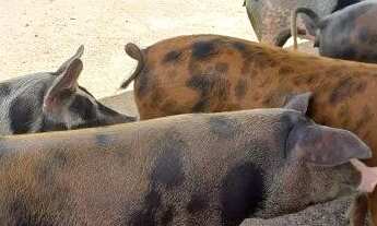 Imagem 7: Fazenda a venda planaltina escriturada dupla aptidão