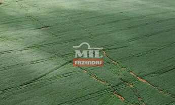 Imagem 5: Fazenda 102 Alqueires (494 Hectares) São João dAliança - GO