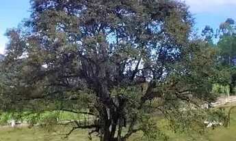 Imagem: Terreno para Venda em Picada Café, Centro