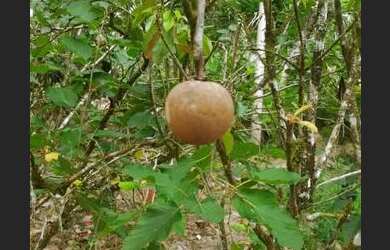 Imagem 7: Vende-se sítio em Matriz de Camaragibe