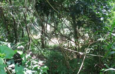 Imagem 6: Chácara 5.000m... 36km de Montes Claros