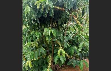 Imagem 5: Vendo essa propriedade em Santa Rosa