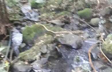 Imagem 2: Vendo chácara em canela