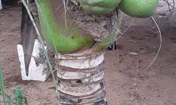 Imagem 5: Mini chácara Chácara com venda por R$85.000