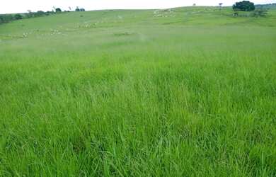 Imagem 5: PRESIDENTE BERNARDES - RURAL - Zona Rural