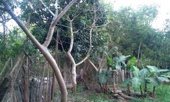 Imagem 7: Chacara toda plana, cercada, pertinho de tudo