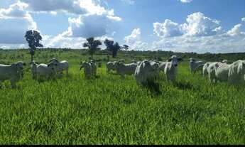 Imagem 2: Fazenda em Ribas do Rio Pardo MS