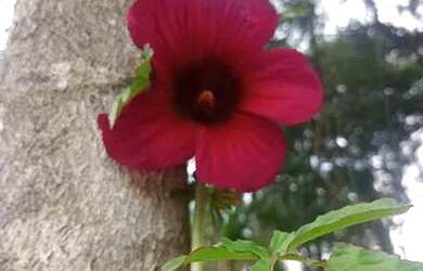 Imagem 2: Vendo chácara em guaratuba