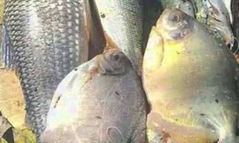 Imagem 7: Pesqueiro Chácara com venda por R$70.000