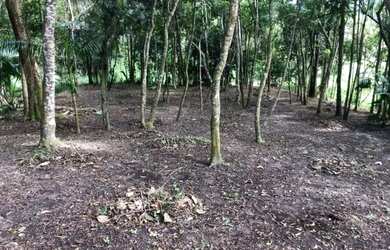 Imagem 6: Terreno em Suzano com córrego de agua no fundo