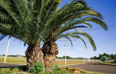 Imagem 3: Araçatuba - Lote/Terreno - Santa Luzia