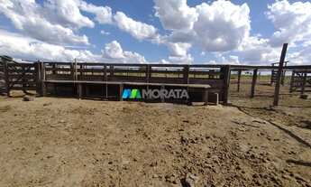 Imagem 7: FAZENDA À VENDA - 1.000 HECTARES - SANTA FÉ DE MINAS (MG