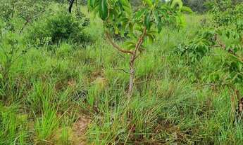 Imagem 6: Fazenda 158 hectares valor 1.120.000