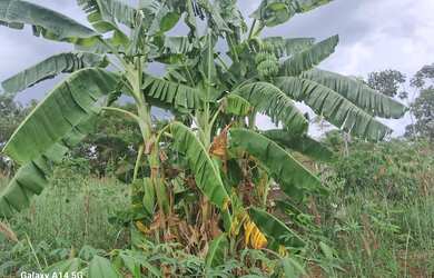 Imagem 2: Vende se Chácara com venda por R$300.000