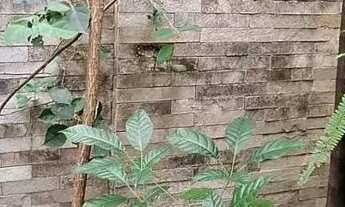 Imagem 4: Imóvel para venda possui 286 metros quadrados com 9 quartos em Dionisio Torres - Fortaleza