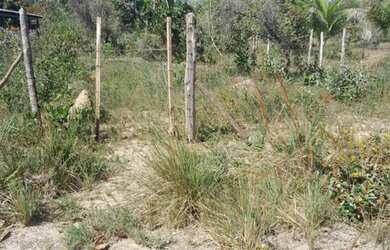 Imagem 3: Lotes pra vender 12 MT de frente 50 MT de fundo os tem energia água Luz Internet