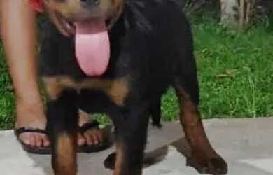 Imagem: Rottweiler